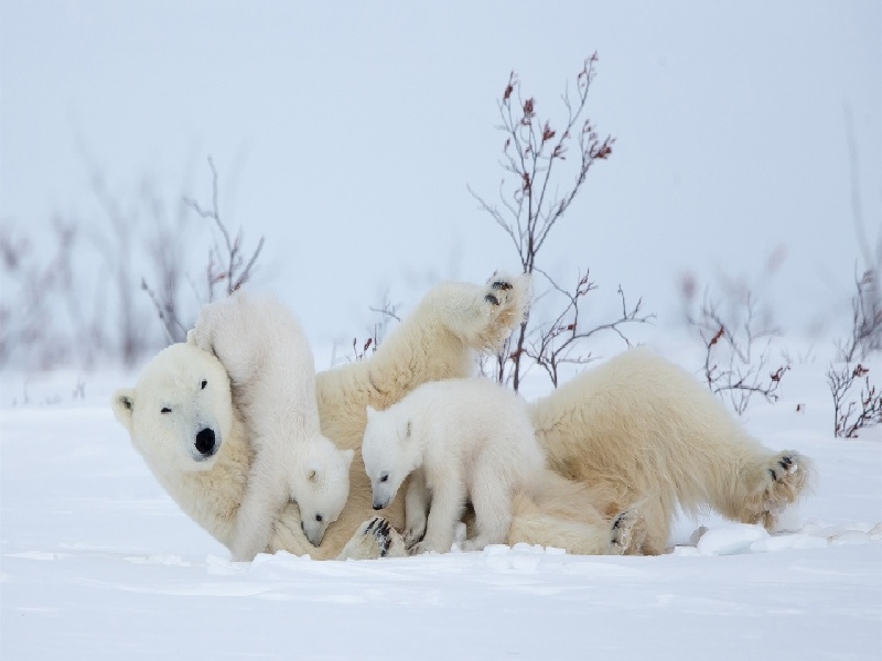 <strong>混血宝宝试管移植（溶液怎么倒入试管内）</strong>